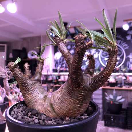 packypodium gracilius《大きめM size》W-he'd株※現地球発根済株※店主国内管理3年株※アシンメトリー且つ肌質＆colorも美しい一株※mad black pot植え