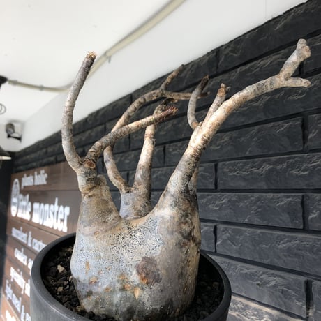pachypodium gracilius《LL size》偏平&現地焼け肌※現地球発根後店主国内管理2年株※ロウが溶けた様な荒々しい肌感が堪らない一株※mad black bowl pot植え