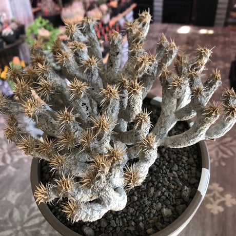 euphorbia guillauminiana《L size》極白肌株※現地球発根後店主国内管理6年株※堪らなく白蛇かの如く美しいギラウミ※mad brown marble bowl pot植え