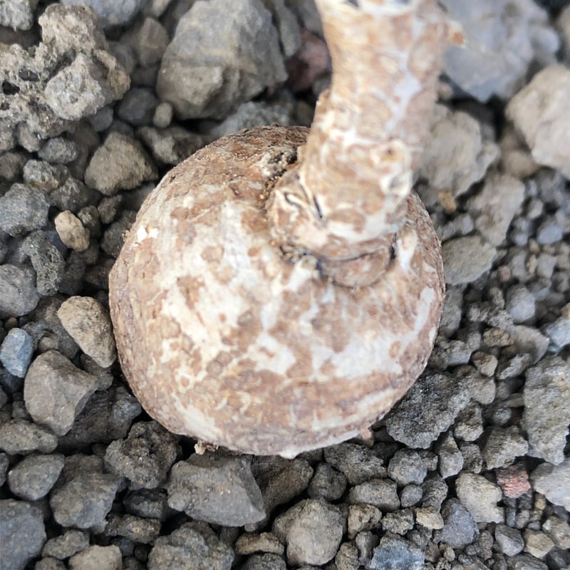 ktmボタニカル様用　特大　発根済み　アボニア monadenium capitatum《M size 》希少種※現地球株発根済※球体感