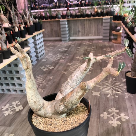 packypodium  cactipes《L L  size》※現地球発根済株‼︎※驚愕価格‼️※大変bigなカクチペス‼︎