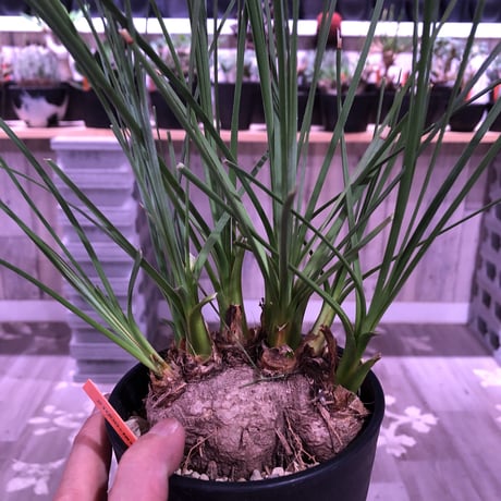 calibanus   hookeri《M size》希少・極美株  ※地植え可能なフーケリー