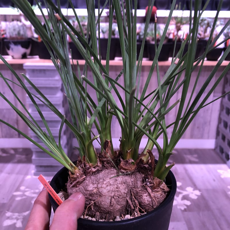 calibanus hookeri《M size》希少・極美株 ※地植え可能な