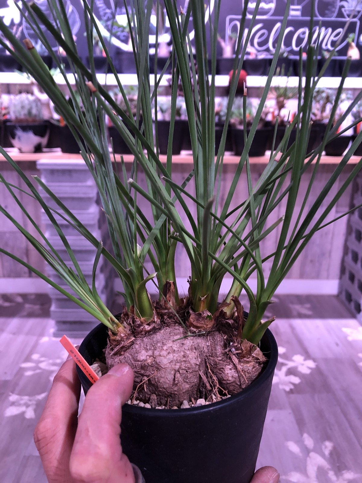 特大株 カリバナス・フーケリー国内3年管理 発根株 カリバナス