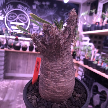 packypodium  gracilius 《M size》 希少‼︎brown肌‼︎※店主国内管理４年株※短枝ぼってりグラキ‼︎ ※現地球発根済み株‼︎※mad black  pot植え
