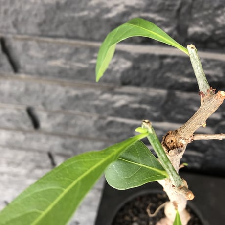adansonia  digitata （バオバブの木）《M size》 ※発根済株※冬季もしっかり管理した小さめでも丈の締まった成長が大変楽しみなバオバブ※mad  black  pot植え