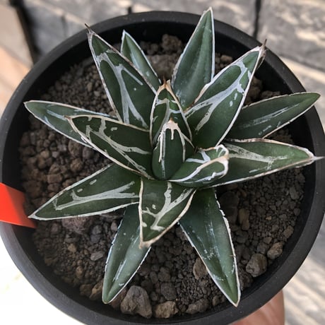 agave  笹の雪《大きめS size》※現地球発根後店主国内管理1年株※小振りでも締まり良き育て甲斐ある一株※mad black pot植え
