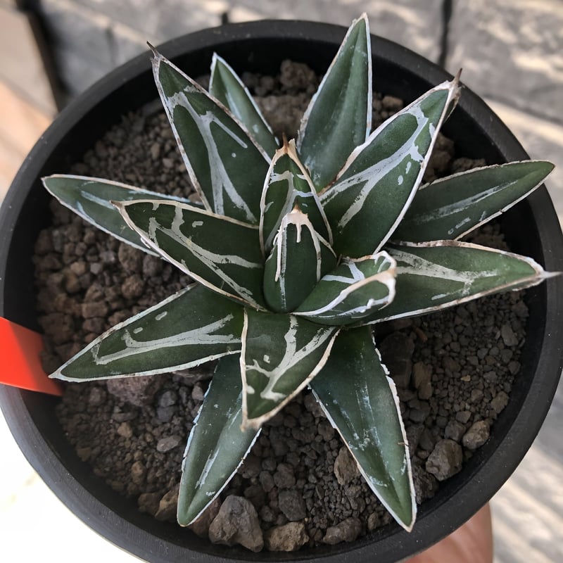 agave 笹の雪《大きめS size》※現地球発根後店主国内管理1年株 agave 笹の雪《大きめS size》※現地球発根後店主国内管理1年株