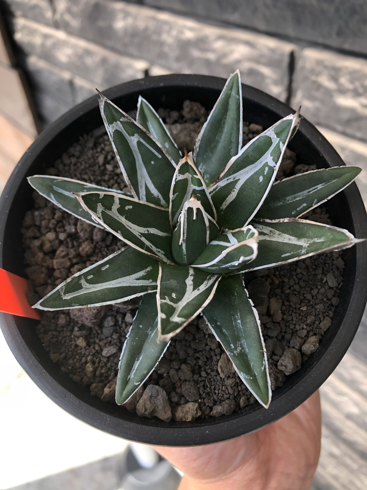 agave 笹の雪《大きめS size》※現地球発根後店主国内管理1年株 agave 笹の雪《大きめS size》※現地球発根後店主国内管理1年株