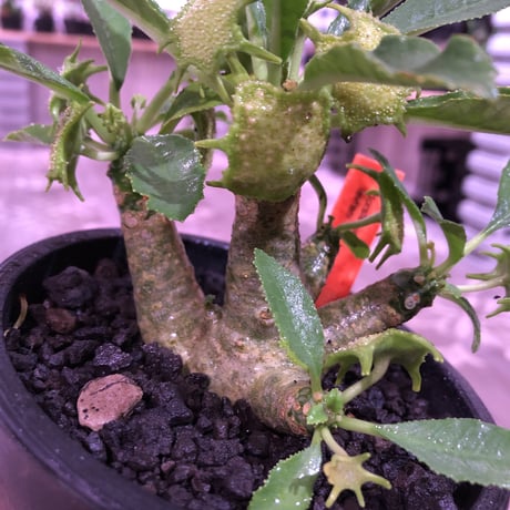 dorstenia   lavrani《M size》希少‼︎ 五本の良き枝振りbalance株 ※mad  black  pot植え