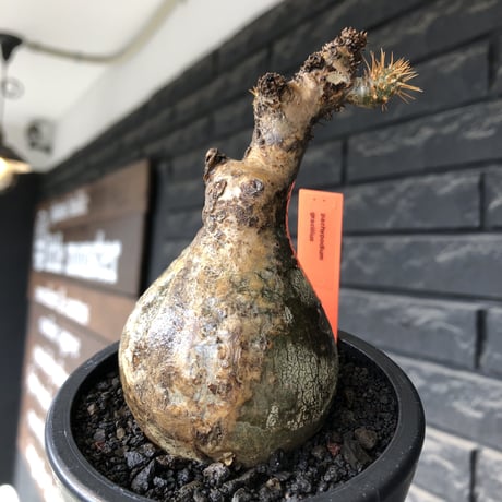 pachypodium gracilius《大きめS size》球体良樹形※現地球発根後店主国内管理3年株※weight低き短枝で360度球体良樹形※mad black pot植え