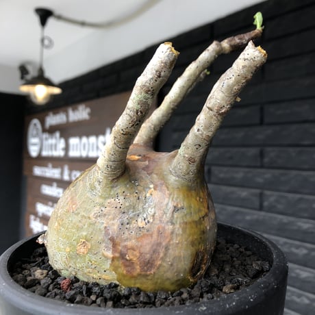 pachypodium gracilius《小さめL size》※現地球発根後店主国内管理2年株※愛くるしいぼってり良樹形な一株※mad black bowl pot植え