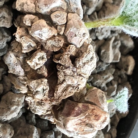 eriospermum dregei《LL size》驚愕‼︎冬型激希少種※現地球発根済株※まず出回らない現地球株‼︎唯一無二ビッグサイズ立体塊根＆極美しい葉※mad black bowl pot植え