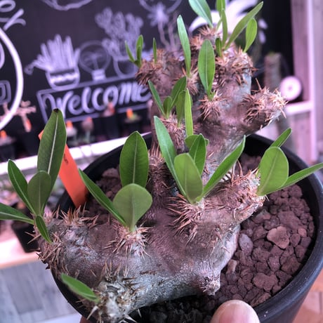 packypodium brevicalyx《M size》※発根済み株  店主オススメ株‼︎   mad  black  pot植え