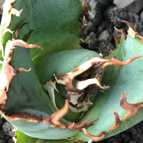 agave titanota  白鯨陽炎type《S size》※現地球株発根済 ①※唸り良き鋸歯に幅広肉厚タイプ※black pot植え