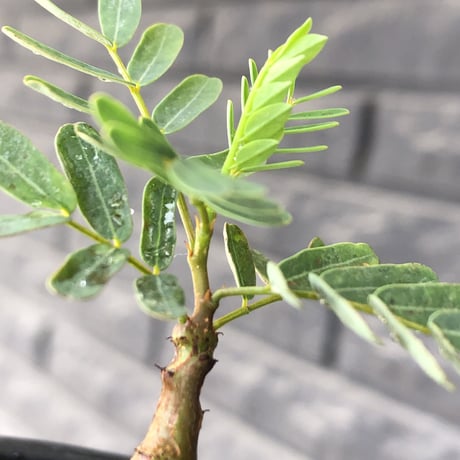 senna  meridionalis《 SS size》littmon seed🌱※小振りながら大切に育てた成長楽しみ可愛いセンナ※mad black pot植え