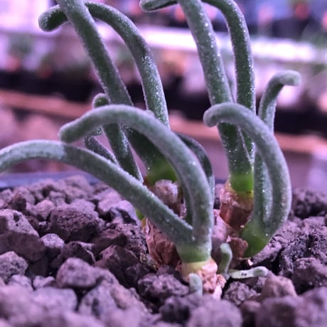 monilaria   pisiformis《SS  size》※現地球発根済株※モニラリア属　（最上位激希少種）※冬型caudex‼︎   ※mad black bowl pot植え