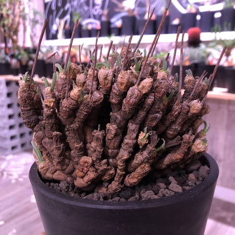 monilaria   pisiformis《L size》激希少群生株  Instagram post株　※冬型caudex‼︎   ※mad black pot植え