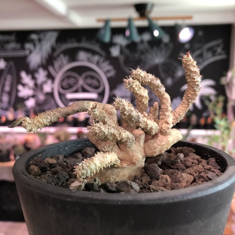 euphorbia tulearensis《大きめM size》※大きめの塊根を持つ希少性激高ユーフォルビア‼︎全体balanceも良き将来有望株‼︎※mad black pot植え