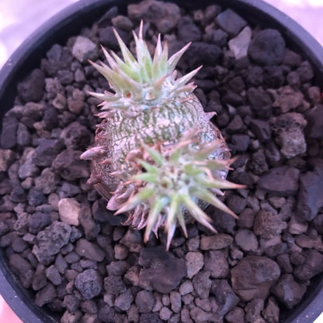 packypodium densicaule恵比寿大黒　black肌‼︎littmon  seed🌱《S size》※black肌が堪らない大黒‼︎※mad black bowl pot植え