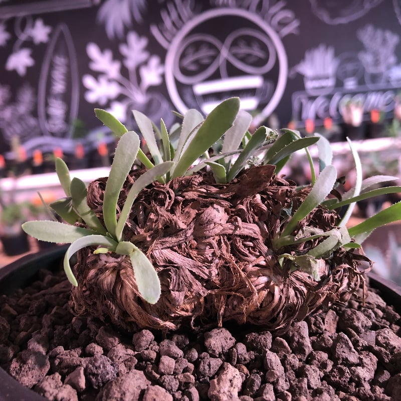 オトンナレトロルサ　現地株　発根済み オトンナ・レトロルサ（Othonna retrorsa）／現地球・発根済み