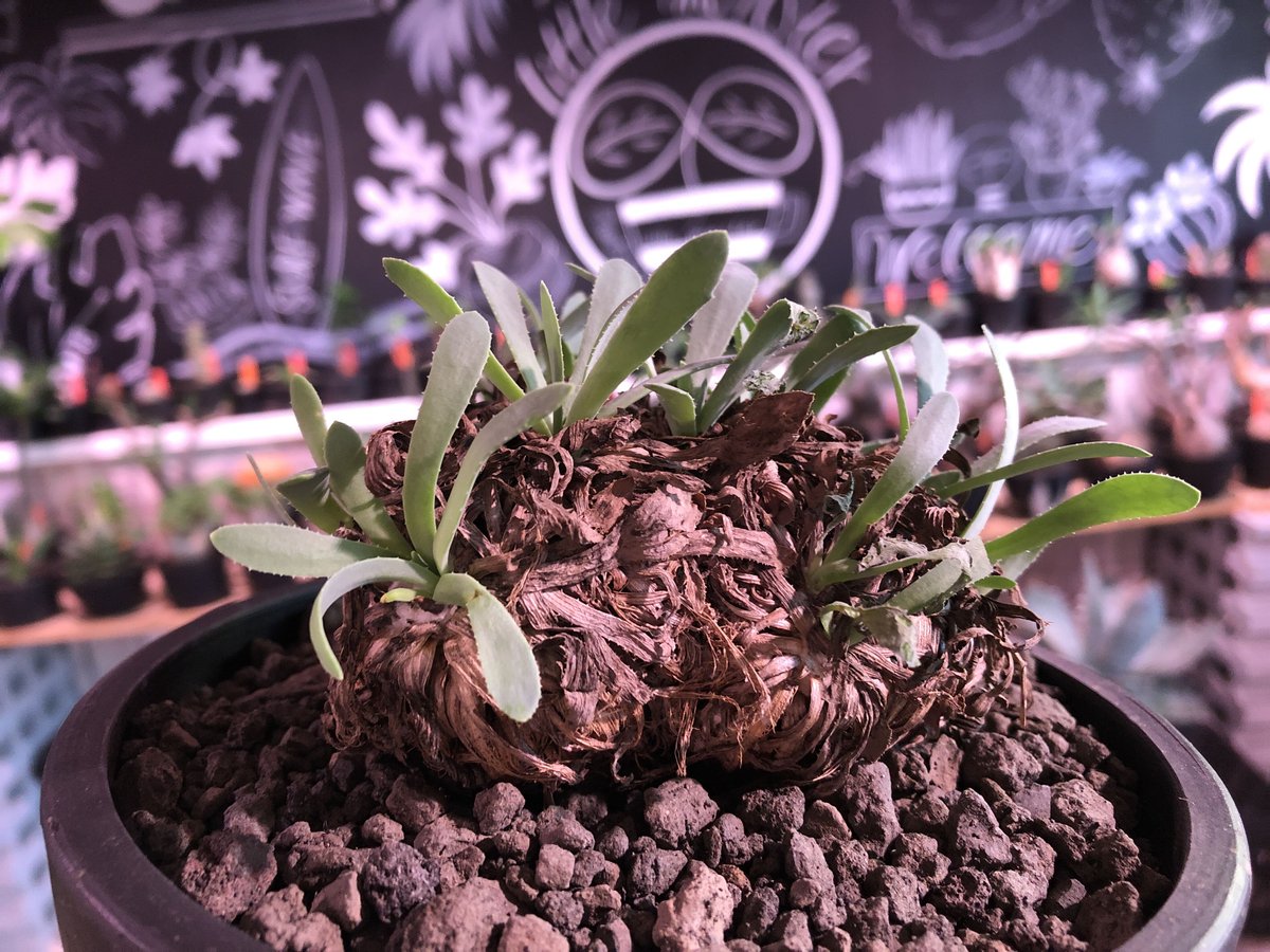 othonna retrorsa《L size》※現地球発根済株※柔らかな🌱葉にぼってり