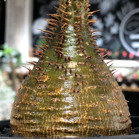 pachypodium gracilius《小さめM size》※現地球株発根済※とびきり球体感強きgreen肌で堪らなくかわいい一株‼︎※black bowl pot植え
