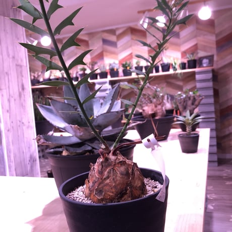 encephalartos   horridus《L size》球体美株‼︎
