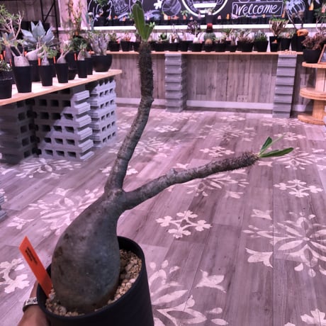 packypodium  gracilius《小さめM size》※現地球株  発根済み株‼︎  丸め株（限定11株）