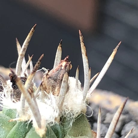 turbinicarpus 白棘昇竜丸《S size》※現地球株カキ仔（斑入り）※激希少‼︎流通なき白棘昇竜丸の斑入り株のため鬼熱となりイキリ立った刀のような白棘と開花時も堪らない一株※信楽焼植え