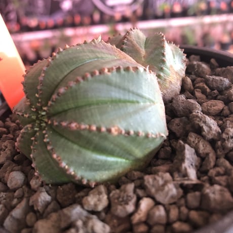 euphorbia  obesa《小さめM  size》W-he'd株※現地球発根済株※一部木質化した双頭オベサ※mad black bowl pot植え