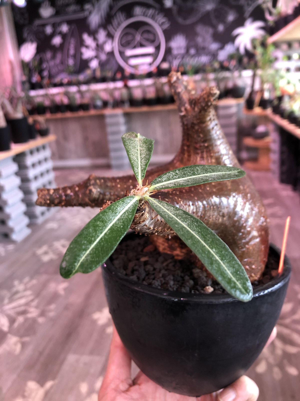 packypodium makayense《L size》驚愕赤肌‼︎※現地球発根済株‼