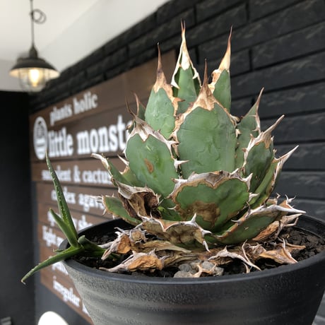 agave  titanota《小さめL size》※発根後店主国内管理2年株※締まり良きbest sizeなオススメ株※浅鉢植え