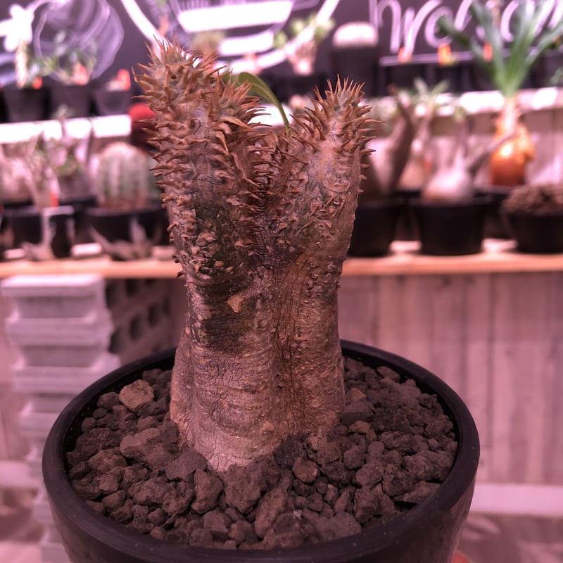 【希少！】パキプス 現地球 発根済 塊根植物 Yahoo!オークション -「オペルクリカリア パキプス 発根済み」の