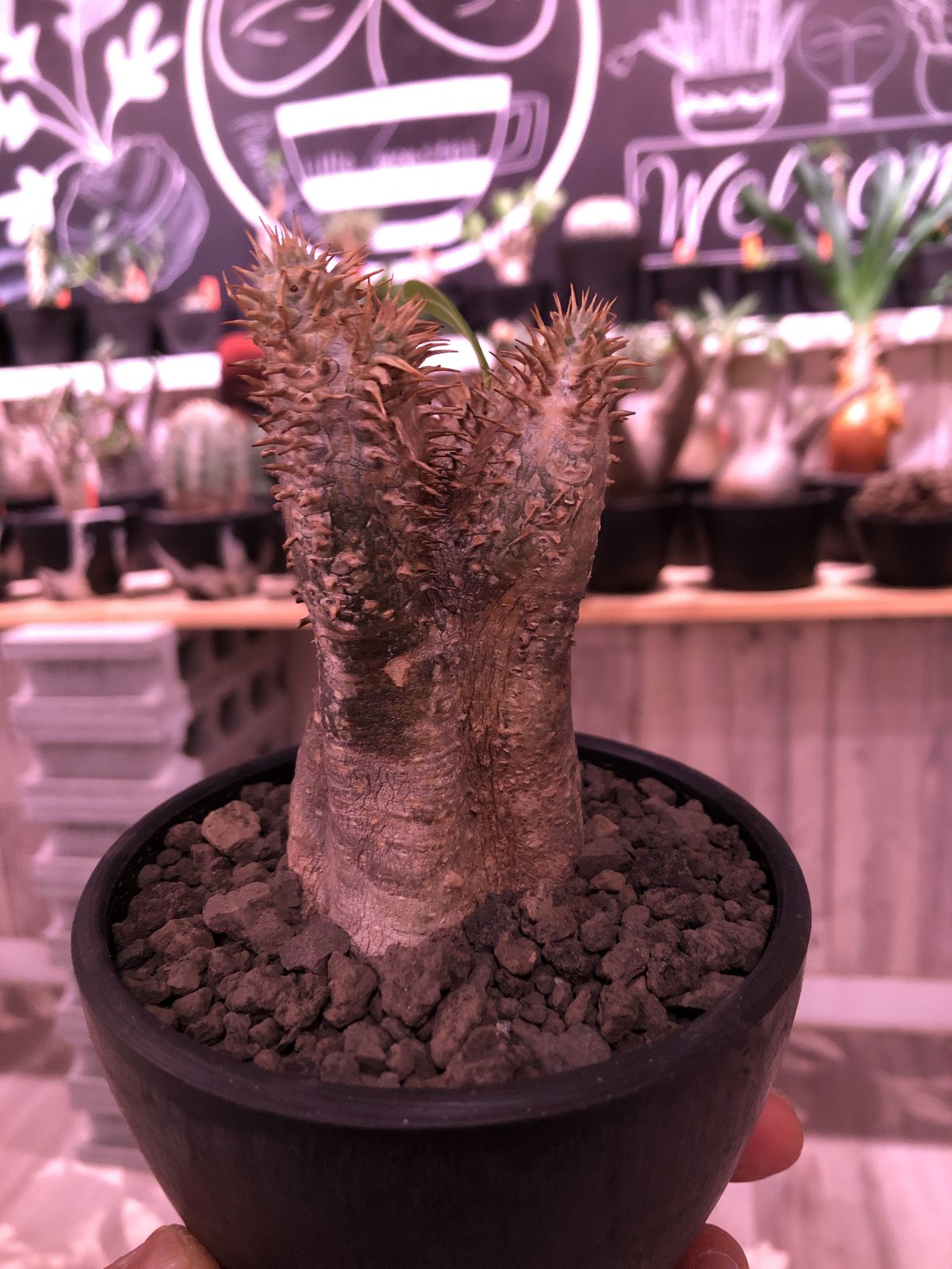 packypodium enigmaticum《S size》※現地球発根済株※希少‼︎ packypodium enigmaticum《S size》※現地球発根済株※希少‼︎