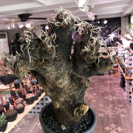 xerophyta  trichophylla《L L size》※現地球発根済株※驚愕強靭株※極太株幅bigキセロ‼︎より激しく黒焦げなwild過ぎる良樹形※mad black pot植え