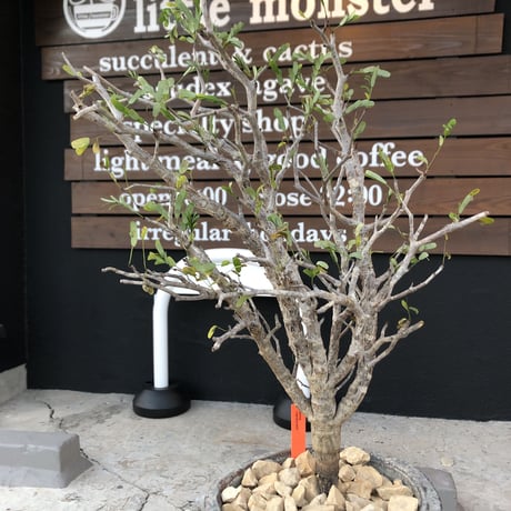 senna  meridionalis《 LL size》※現地球発根後店主国内管理4年株※大振りながら美しくまとまった激しい枝振り&ボコボコ幹が堪らなく美しい白肌株※陶器鉢植え