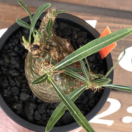 pachypodium  gracilius《大きめS size》激希少‼︎極green肌※現地球発根済株※店主国内管理2年株※手を開いたような良き枝振りな低重心樹形※mad black pot植え
