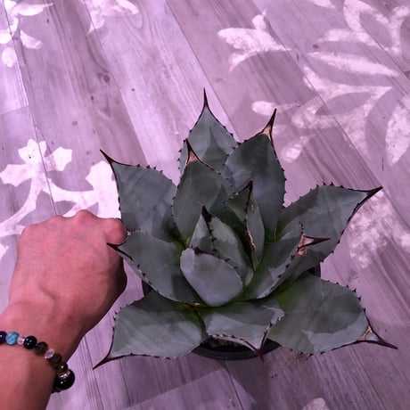 agave    parryi（L  size）インスタグラム掲載株‼︎