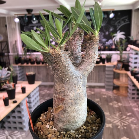 packypodium    gracilius《M size》