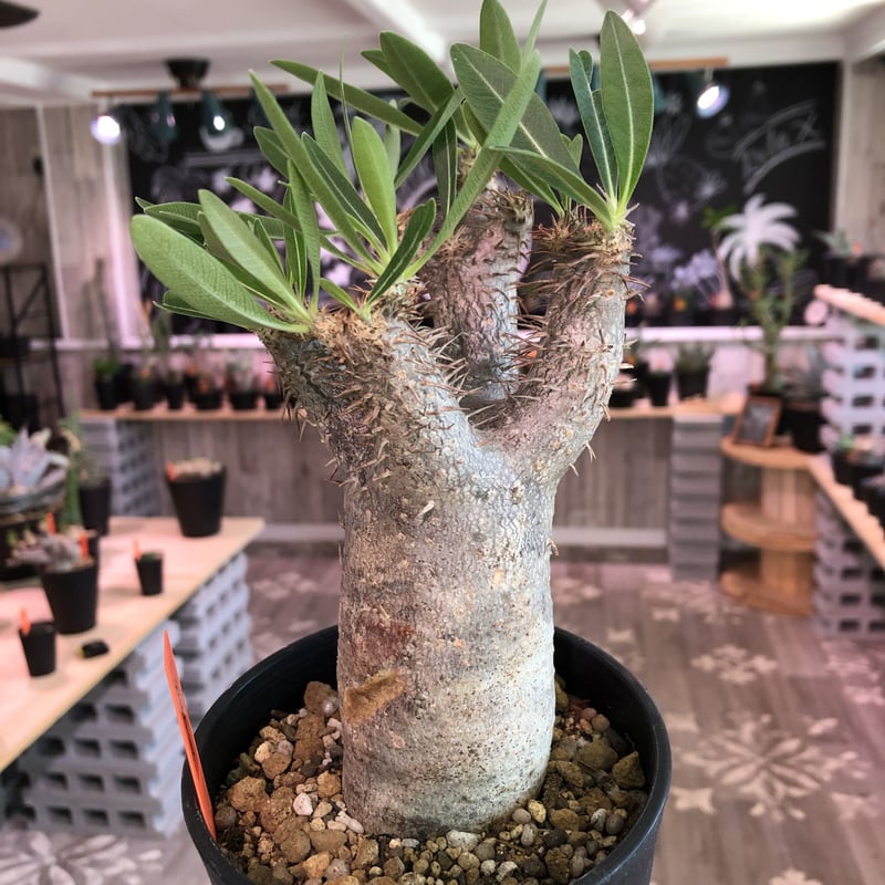 パキポディウム　グラキリス　サイズM Gracilius M グラキリス 中〜大サイズ - C76 | Botanical Holic
