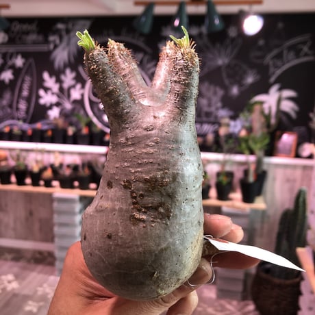 packypodium    gracilius《S size》輸入まもないまん丸新鮮株🌵vo①  限定15株