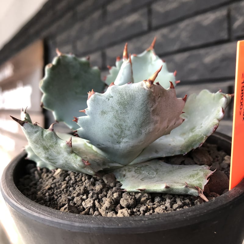 agave isthmensis《M size》※現地球発根後店主国内管理2年株