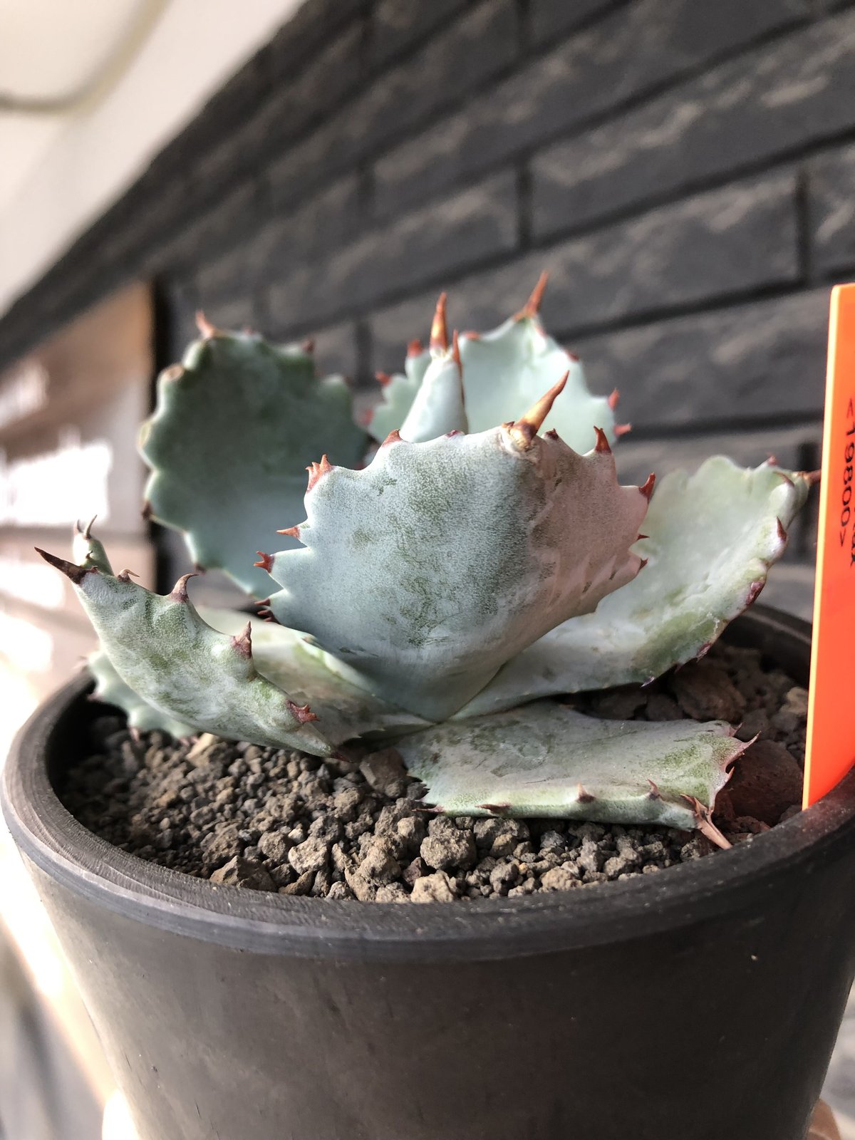 agave isthmensis《M size》※現地球発根後店主国内管理2年株