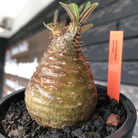 pachypodium gracilius《大きめS size》※希少赤肌&green肌＆球体株※現地球発根後店主国内管理2年株※短枝ツートンカラーが堪らない※mad black pot植え