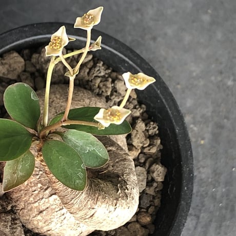 euphorbia primulifolia《大きめM size》※現地球発根後店主国内管理4年株※ぼってり樹形に絶妙balanceのウネリ枝が堪らない一株※mad black pot植え