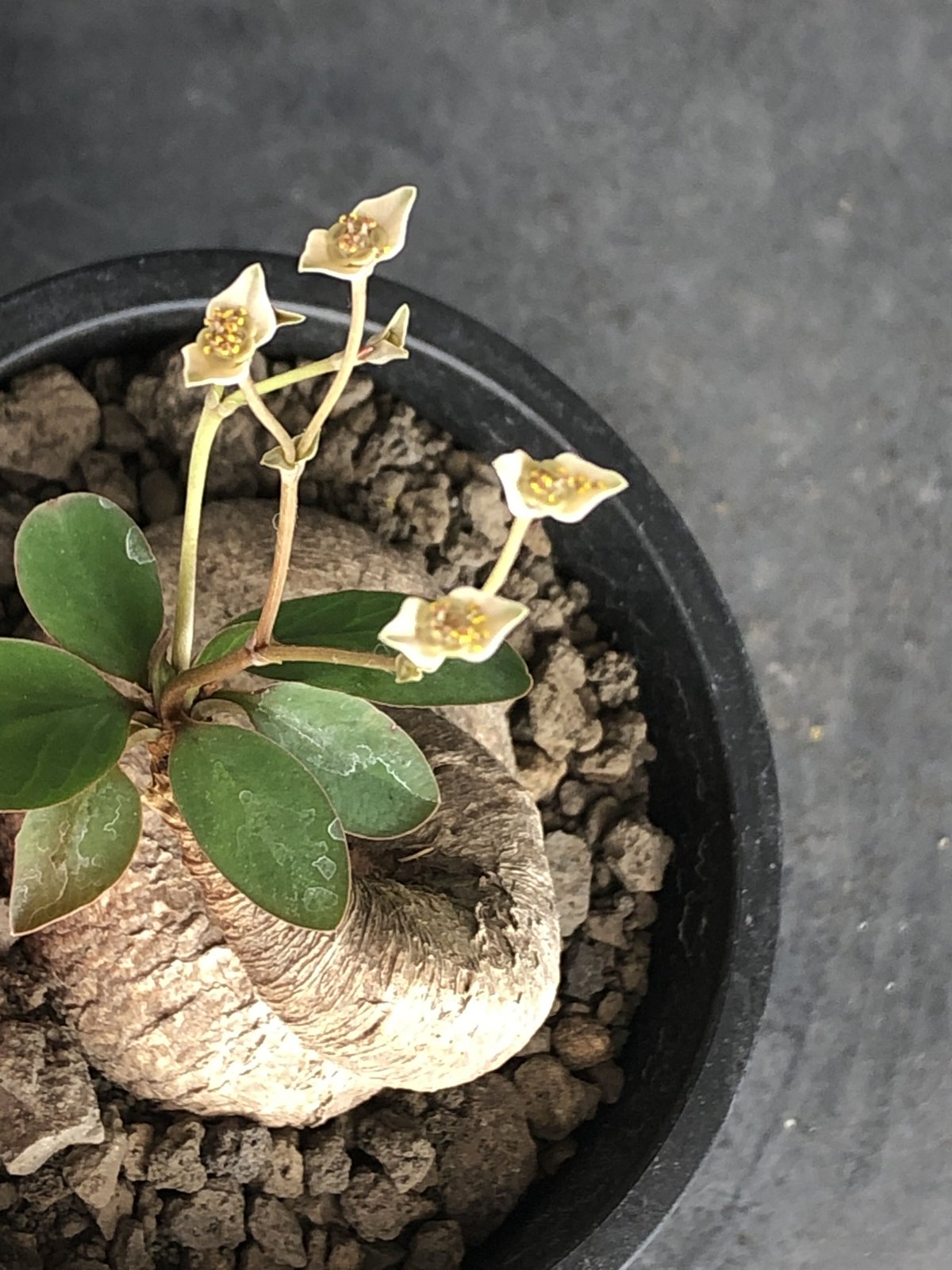 G084【最新到着】Euphorbia プリムリフォリア（現地球・抜き苗）【塊根