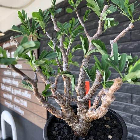 senna  meridionalis《大きめM size》※現地球株発根済※枝振りバランスも最高な一株となり幹のボコボコも強きオススメな一株‼︎※mad black pot植え