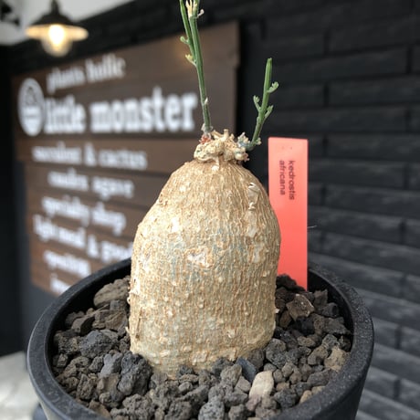 kedrostis africana《小さめM size》※現地球発根後店主国内管理2年株※美肌&ギザギザ葉が魅力でかわいいアフリカーナ‼︎※mad black pot植え