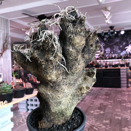 xerophyta  trichophylla《L L size》※現地球発根済株※驚愕強靭株※極太株幅bigキセロ‼︎より激しく黒焦げなwild過ぎる良樹形※mad black pot植え